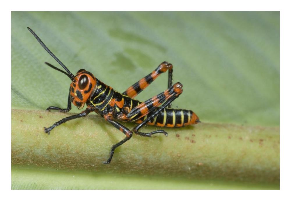 Lubber Grasshopper juvenile, Costa Rica-Paper Art-26"x18"