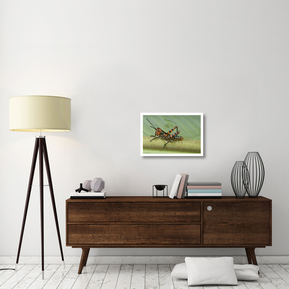 Lubber Grasshopper juvenile, Costa Rica-Paper Art-26&quotx18"