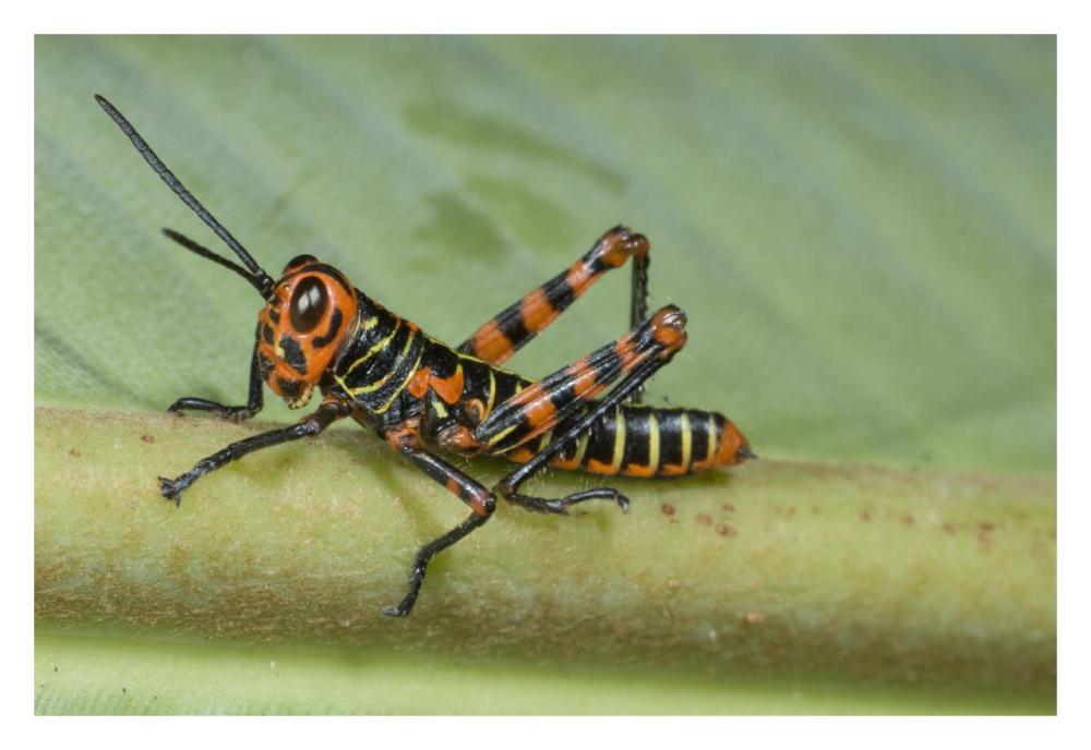 Lubber Grasshopper juvenile, Costa Rica-Paper Art-32"x22"