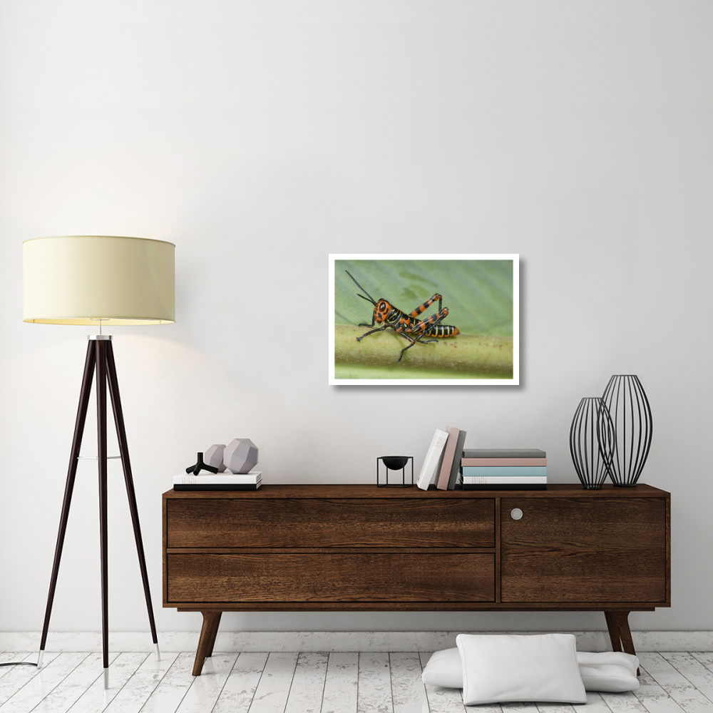 Lubber Grasshopper juvenile, Costa Rica-Paper Art-32&quotx22"