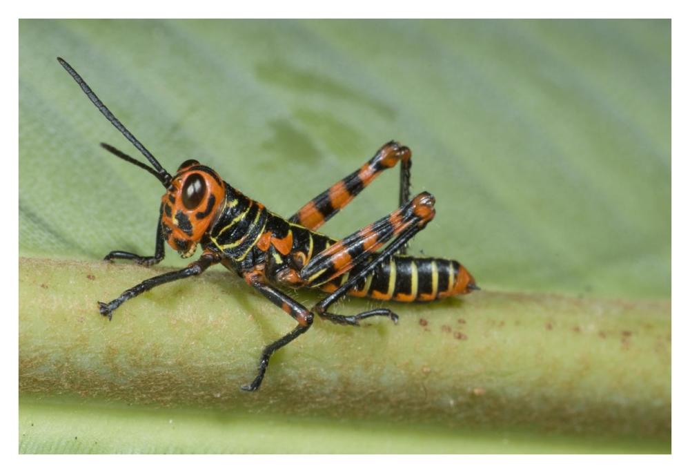 Lubber Grasshopper juvenile, Costa Rica-Paper Art-38"x26"