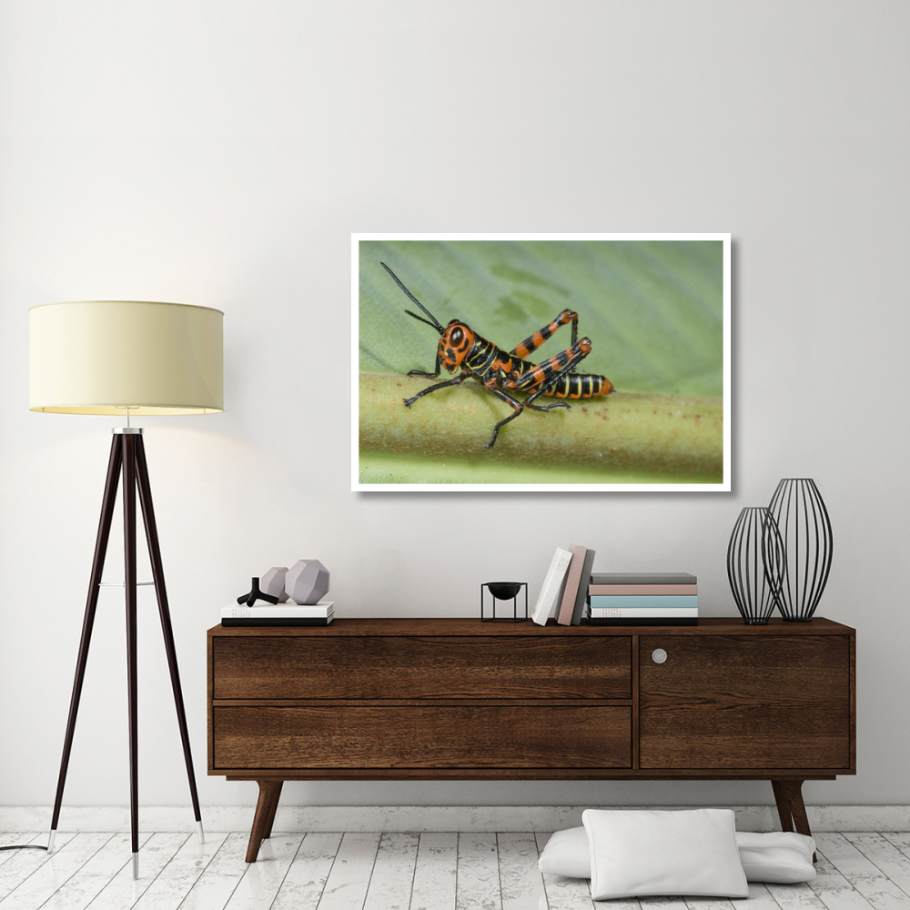 Lubber Grasshopper juvenile, Costa Rica-Paper Art-50&quotx34"