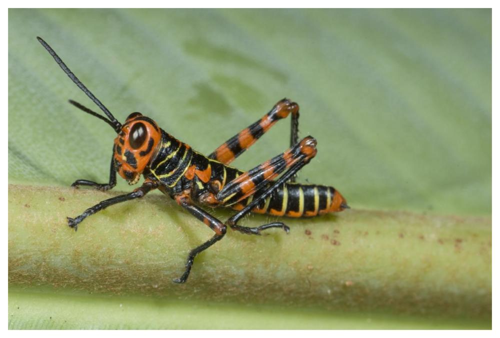 Lubber Grasshopper juvenile, Costa Rica-Paper Art-62"x42"