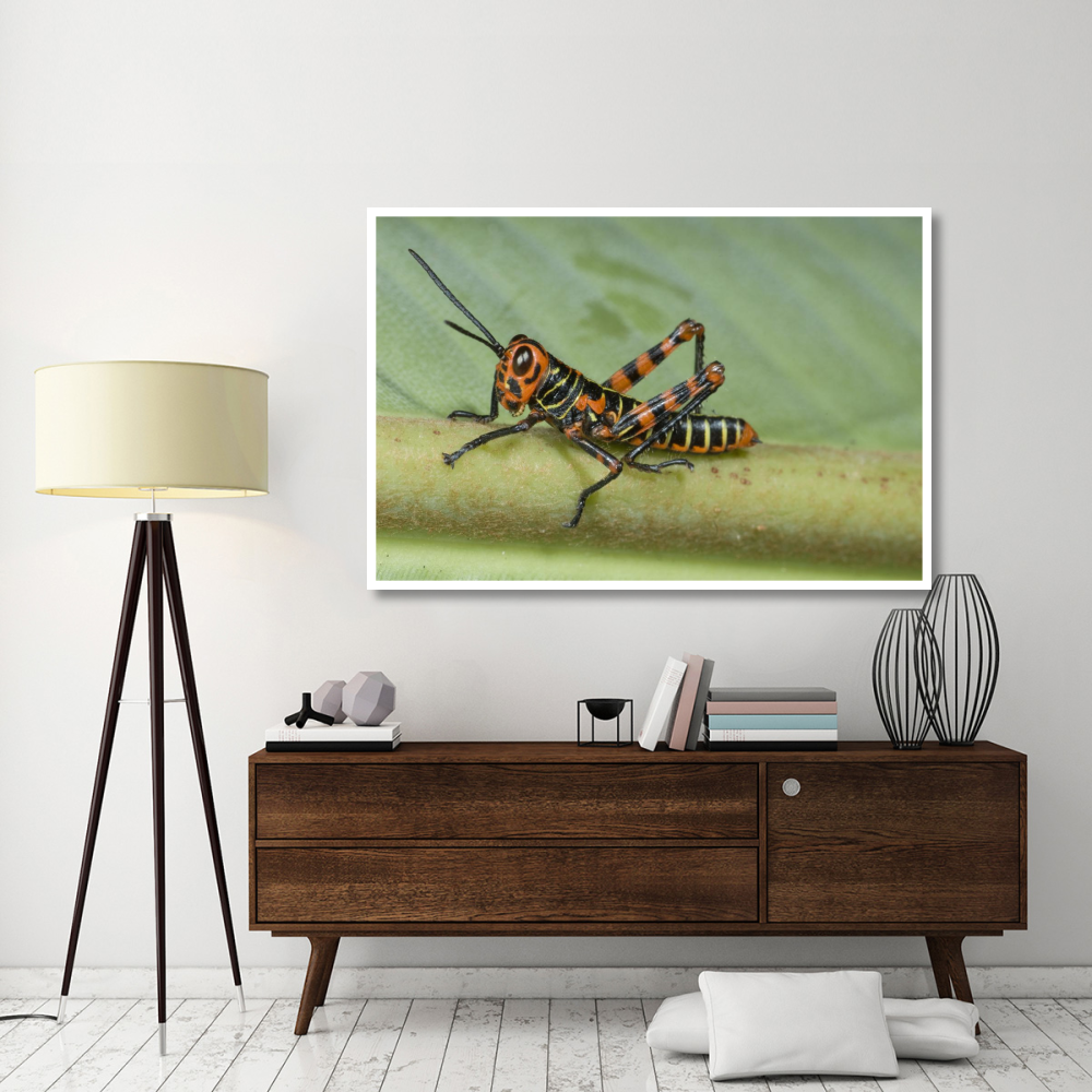 Lubber Grasshopper juvenile, Costa Rica-Paper Art-62&quotx42"