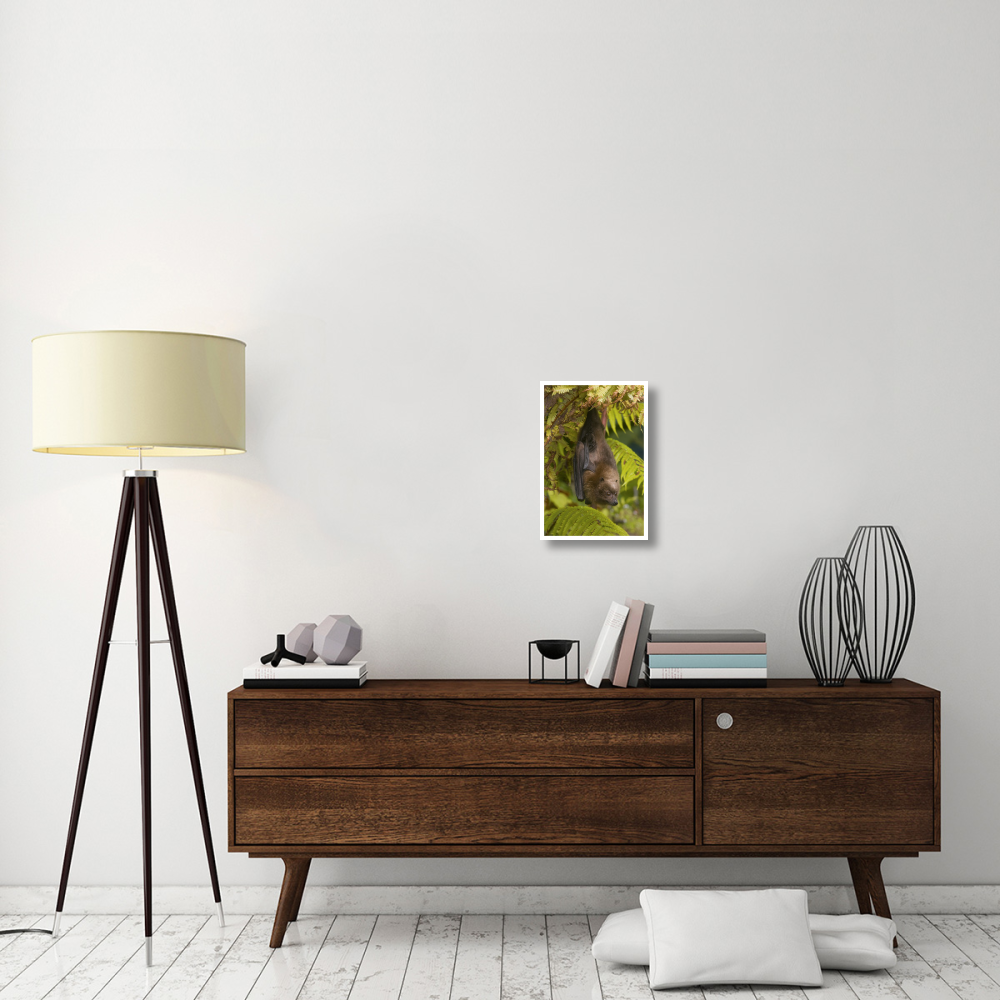 Rodrigues Flying Fox roosting, Michigan-Paper Art-14&quotx20"