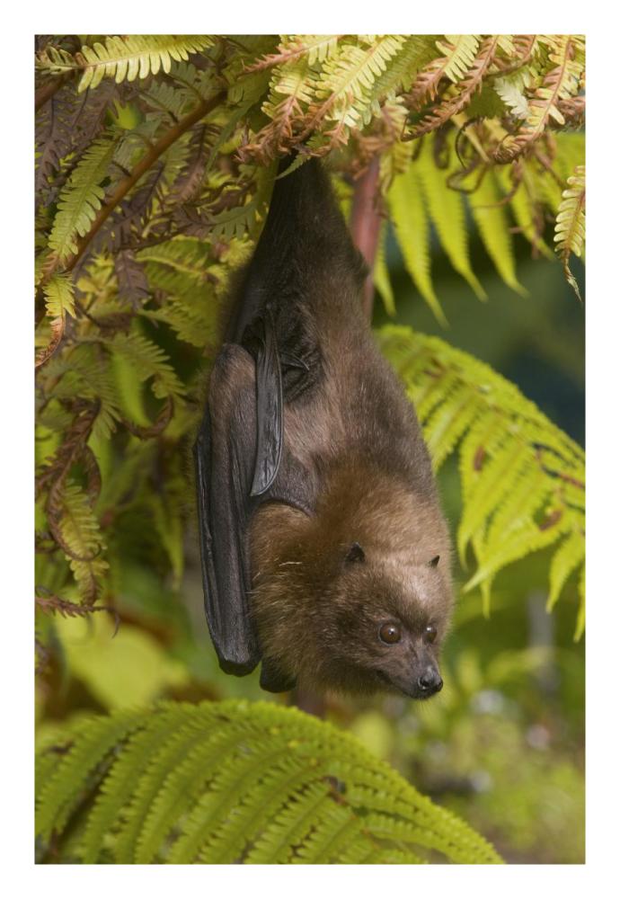Rodrigues Flying Fox roosting, Michigan-Paper Art-18"x26"