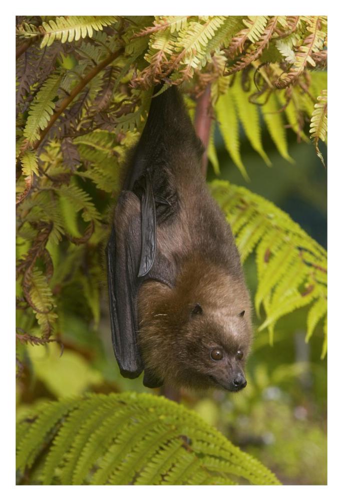 Rodrigues Flying Fox roosting, Michigan-Paper Art-22"x32"