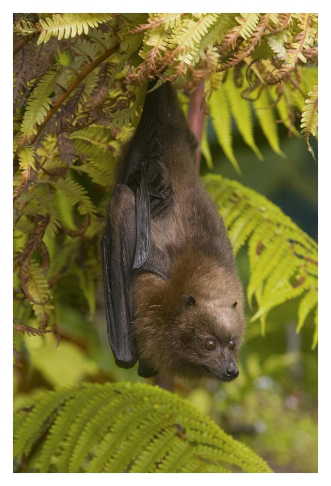 Rodrigues Flying Fox roosting, Michigan-Paper Art-26"x38"