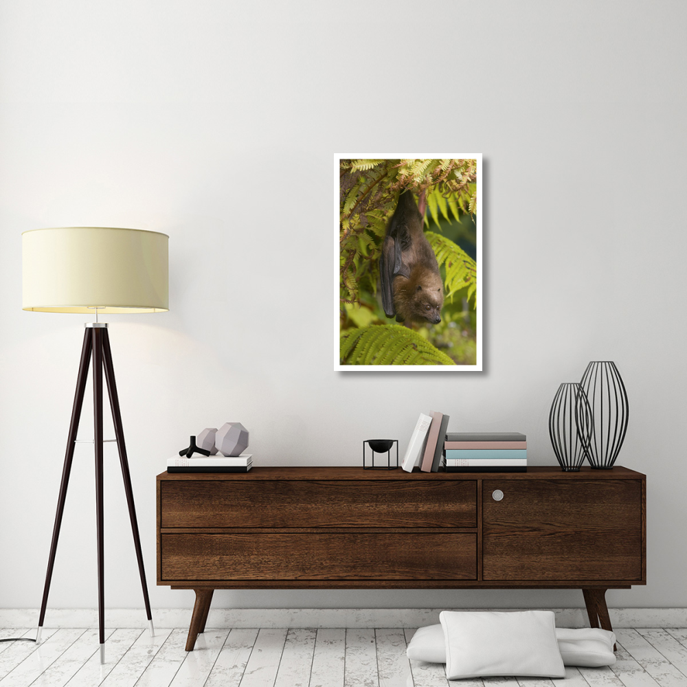 Rodrigues Flying Fox roosting, Michigan-Paper Art-26&quotx38"