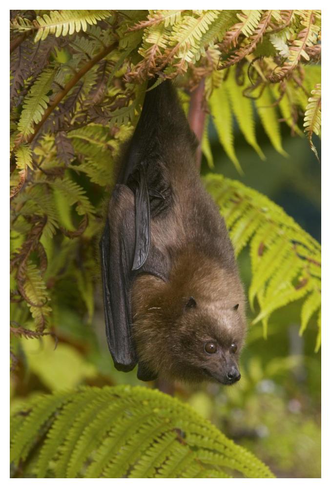 Rodrigues Flying Fox roosting, Michigan-Paper Art-34"x50"