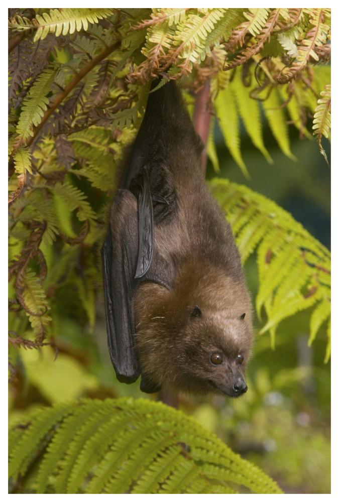 Rodrigues Flying Fox roosting, Michigan-Paper Art-42"x62"
