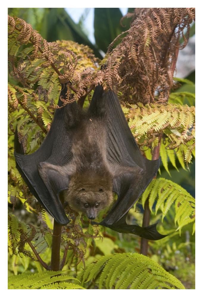 Rodrigues Flying Fox roosting, Michigan-Paper Art-14"x20"