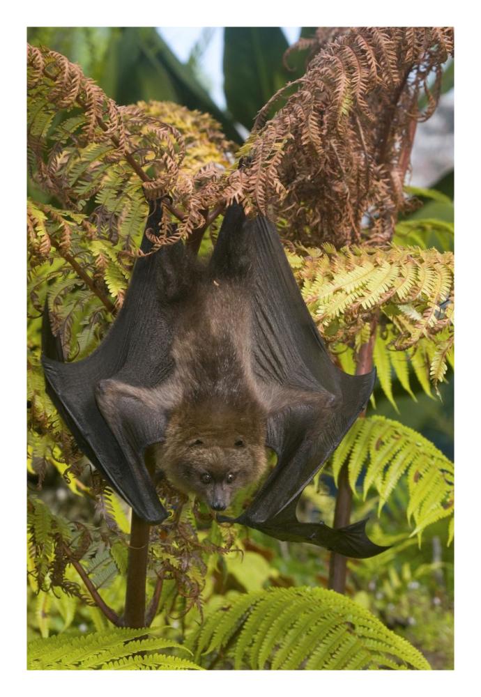 Rodrigues Flying Fox roosting, Michigan-Paper Art-18"x26"