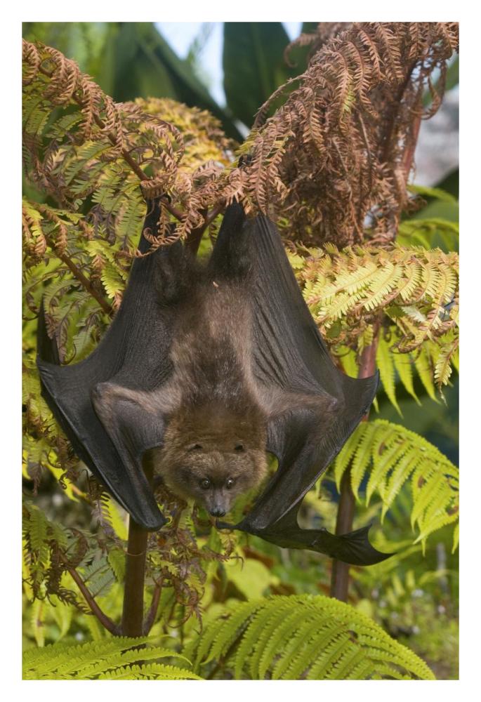 Rodrigues Flying Fox roosting, Michigan-Paper Art-22"x32"