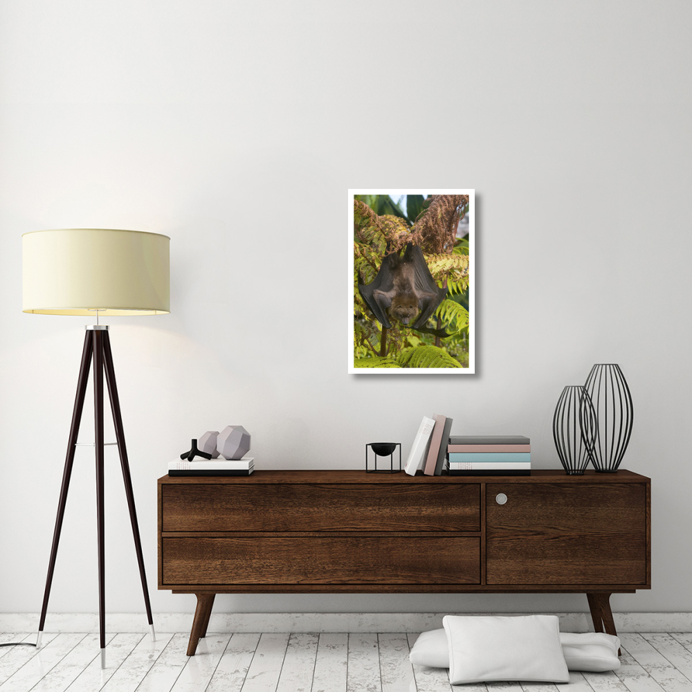 Rodrigues Flying Fox roosting, Michigan-Paper Art-22&quotx32"