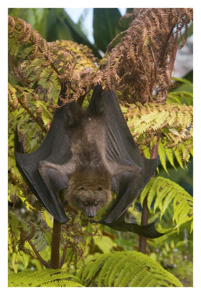 Rodrigues Flying Fox roosting, Michigan-Paper Art-26"x38"