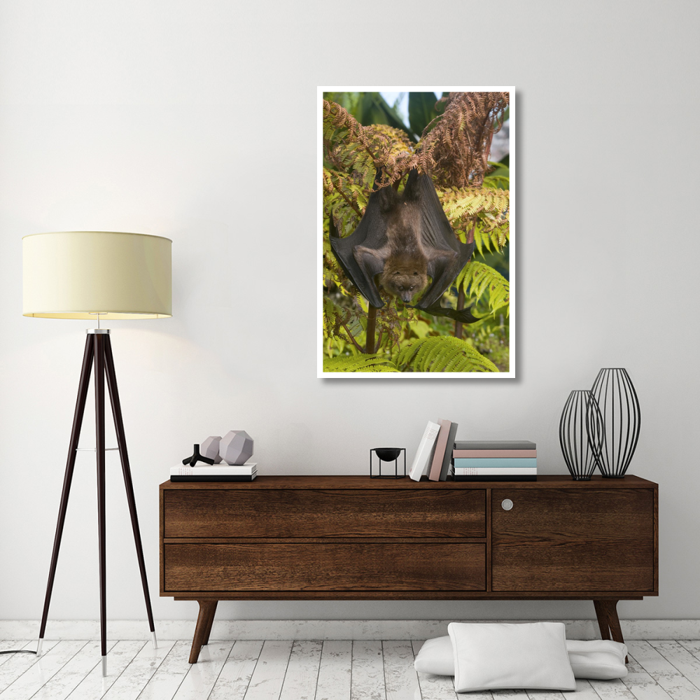 Rodrigues Flying Fox roosting, Michigan-Paper Art-34&quotx50"