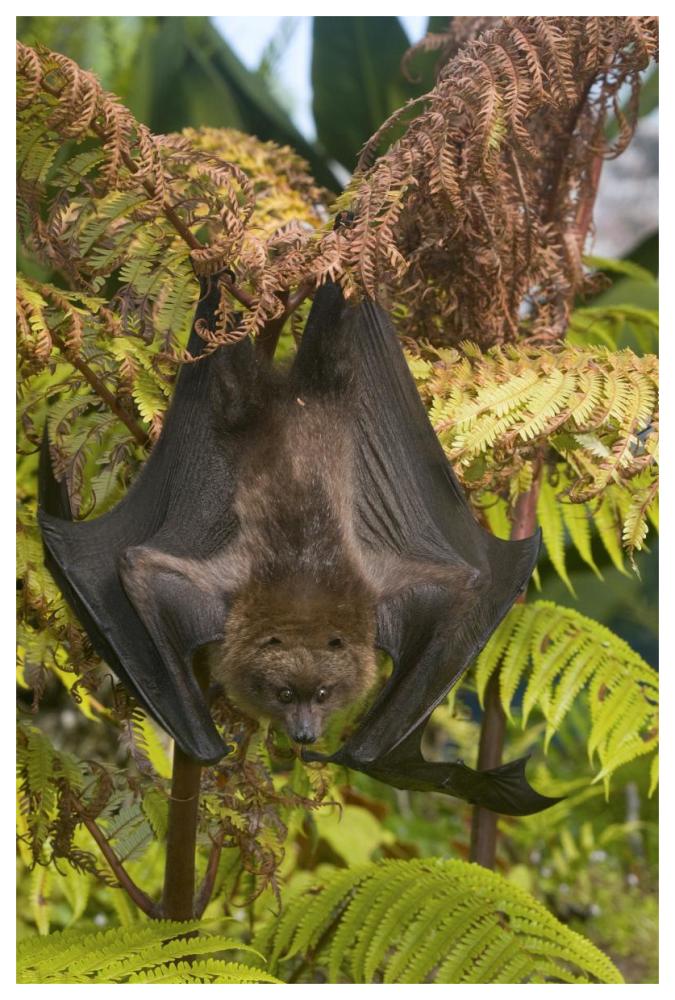 Rodrigues Flying Fox roosting, Michigan-Paper Art-42"x62"