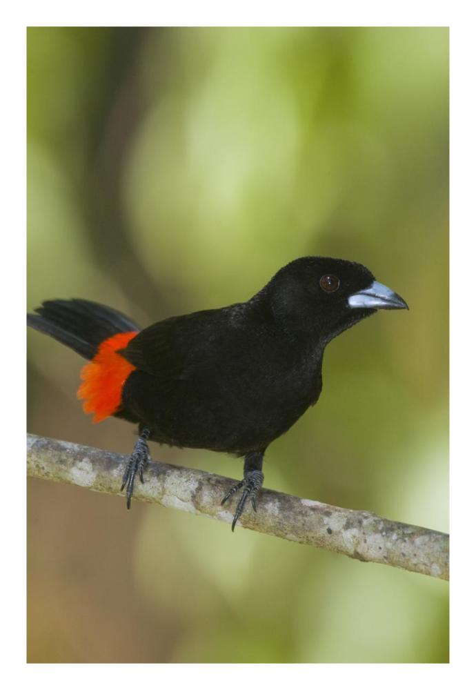 Scarlet-rumped Tanager male, Costa Rica-Paper Art-18"x26"