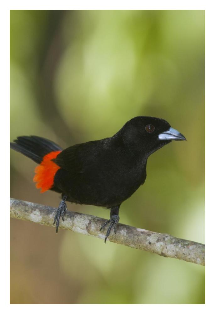 Scarlet-rumped Tanager male, Costa Rica-Paper Art-22"x32"