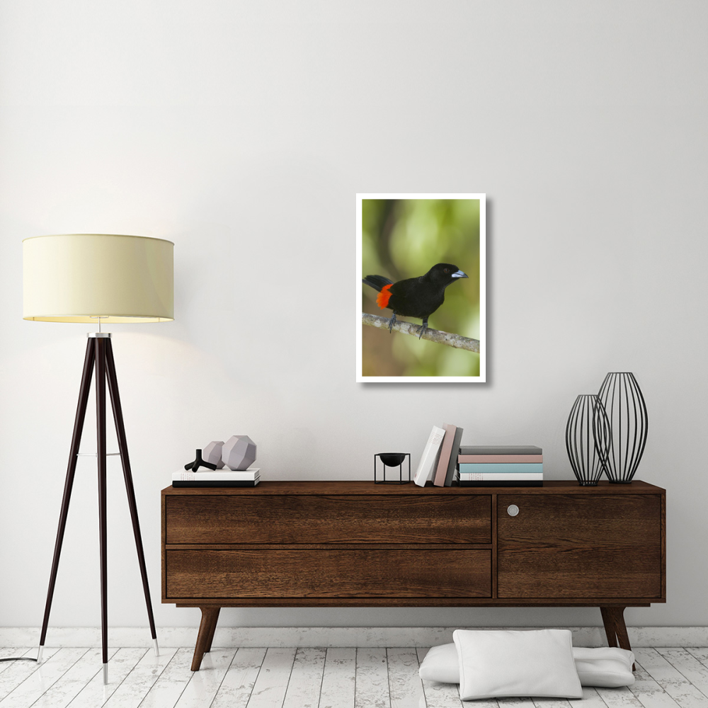 Scarlet-rumped Tanager male, Costa Rica-Paper Art-22&quotx32"