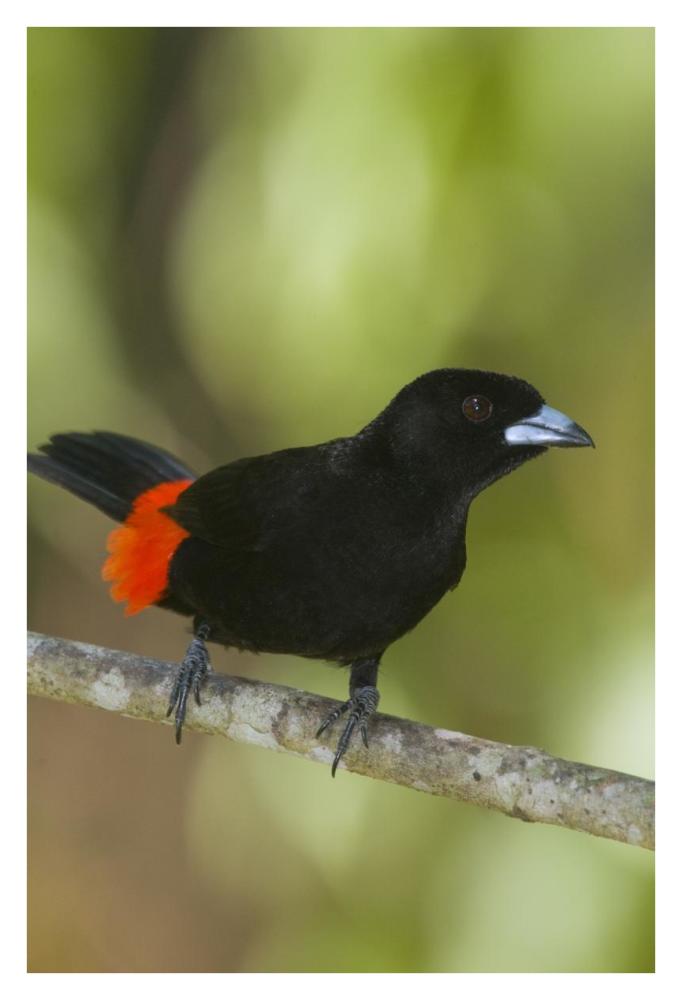 Scarlet-rumped Tanager male, Costa Rica-Paper Art-26"x38"