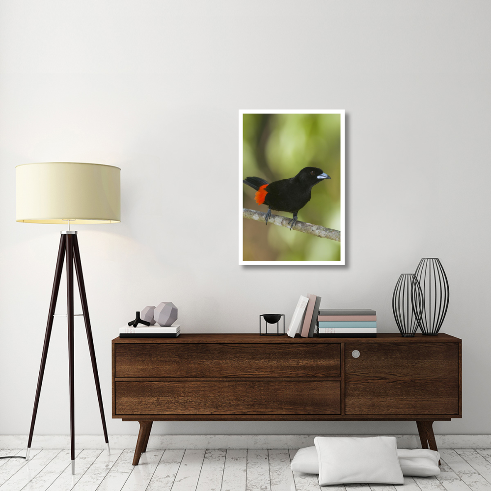 Scarlet-rumped Tanager male, Costa Rica-Paper Art-26&quotx38"