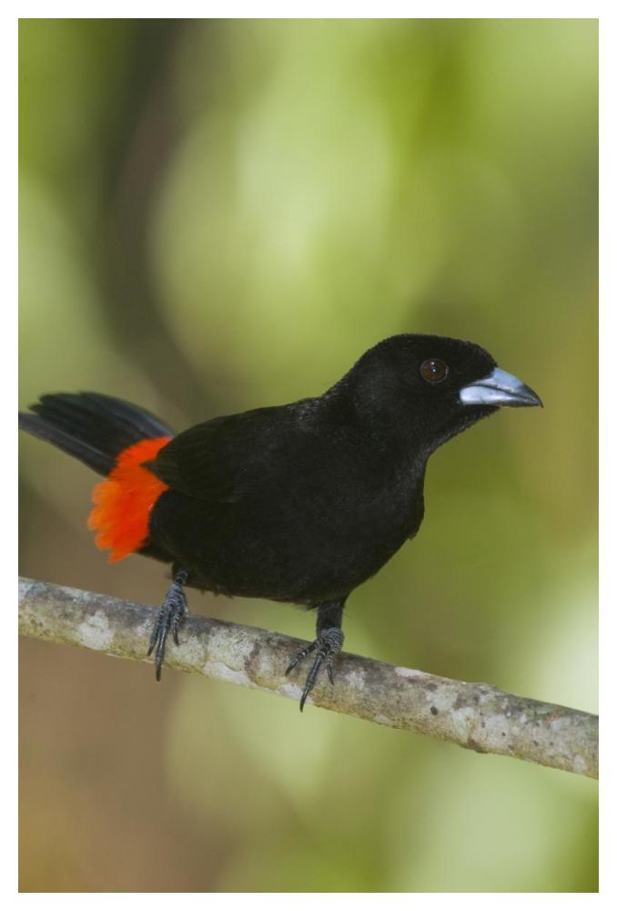 Scarlet-rumped Tanager male, Costa Rica-Paper Art-34"x50"