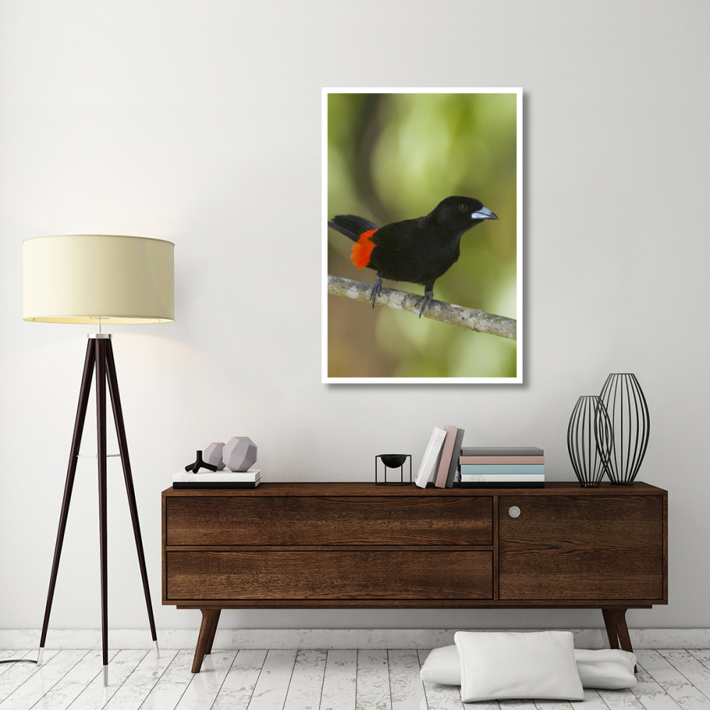 Scarlet-rumped Tanager male, Costa Rica-Paper Art-34&quotx50"