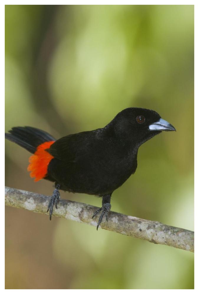 Scarlet-rumped Tanager male, Costa Rica-Paper Art-42"x62"