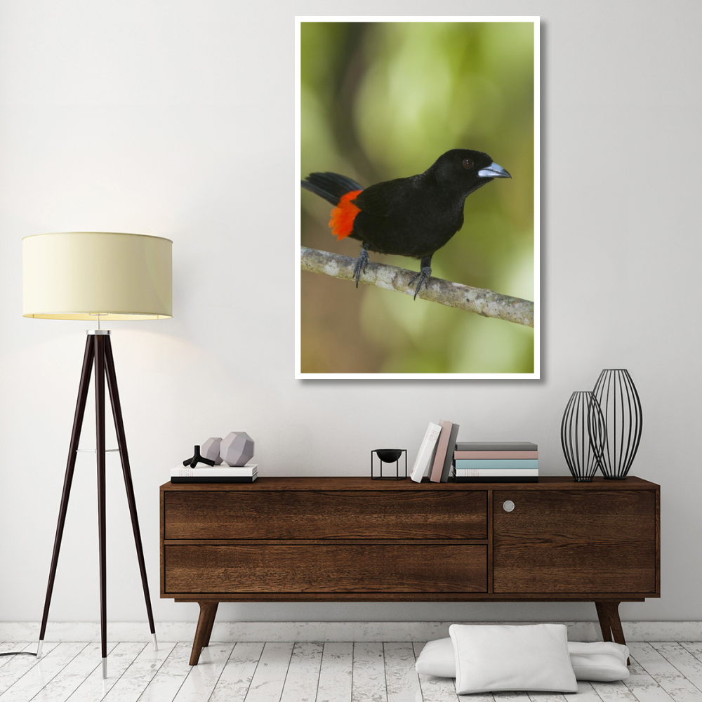 Scarlet-rumped Tanager male, Costa Rica-Paper Art-42&quotx62"
