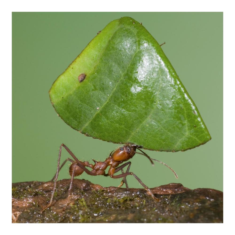 Leafcutter Ant carrying leaf, Costa Rica-Paper Art-20"x20"