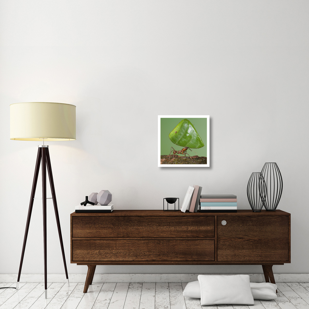 Leafcutter Ant carrying leaf, Costa Rica-Paper Art-20&quotx20"