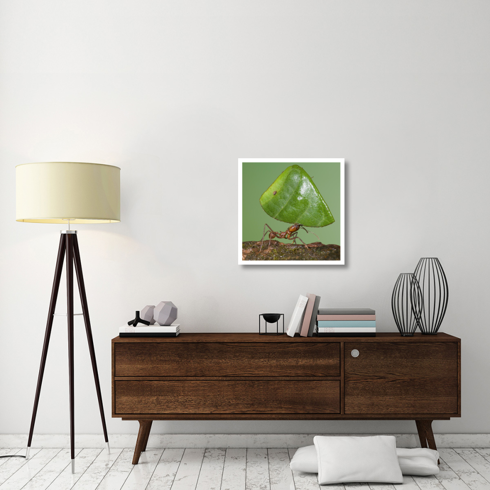 Leafcutter Ant carrying leaf, Costa Rica-Paper Art-26&quotx26"