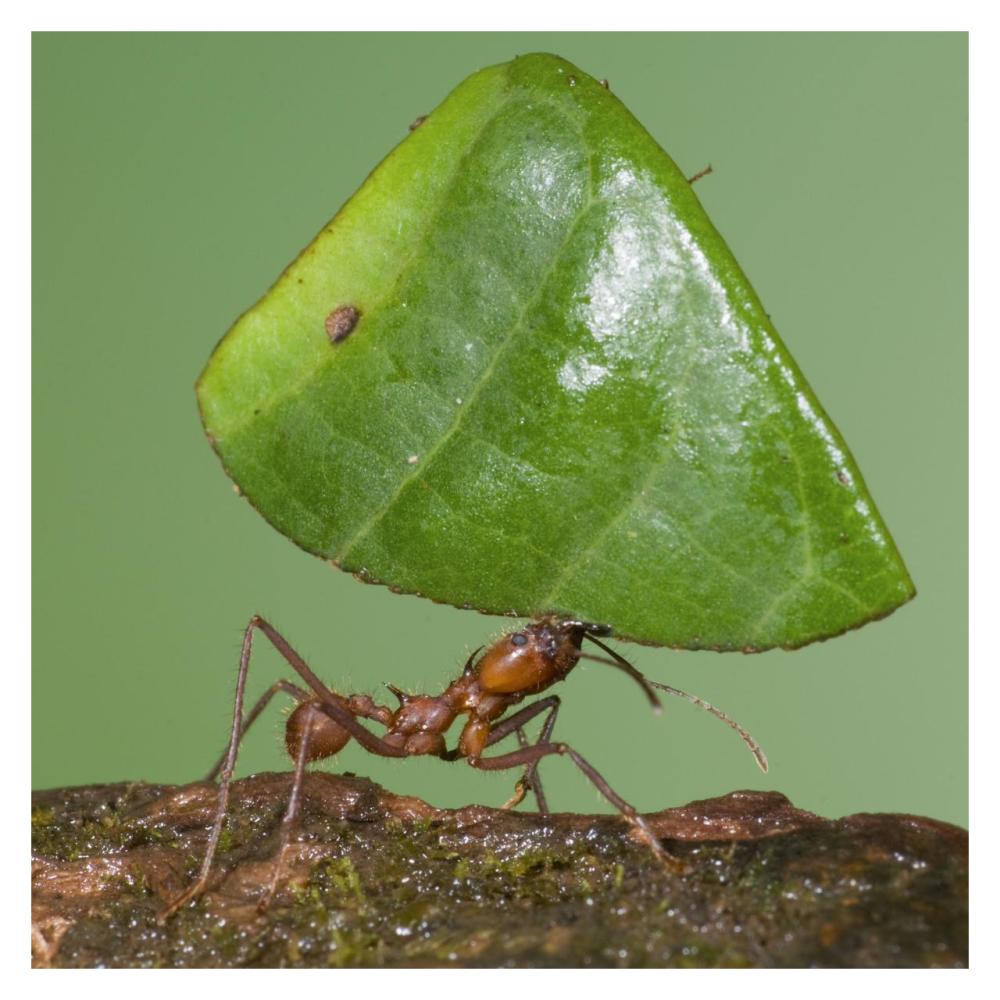 Leafcutter Ant carrying leaf, Costa Rica-Paper Art-32"x32"