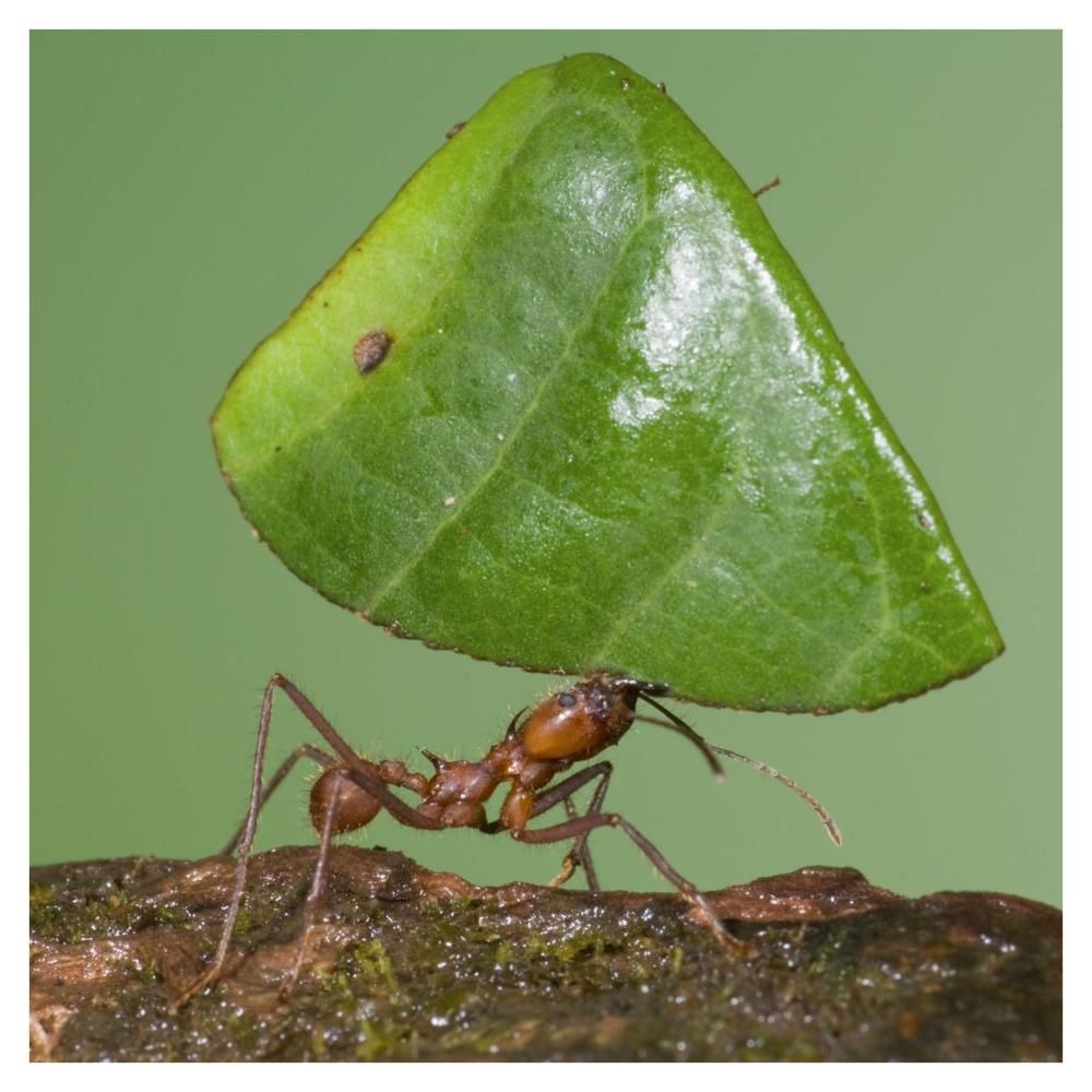 Leafcutter Ant carrying leaf, Costa Rica-Paper Art-38"x38"