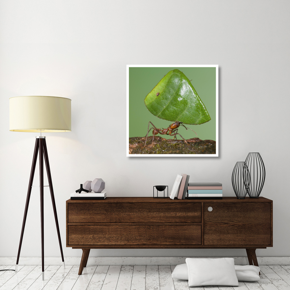 Leafcutter Ant carrying leaf, Costa Rica-Paper Art-38&quotx38"