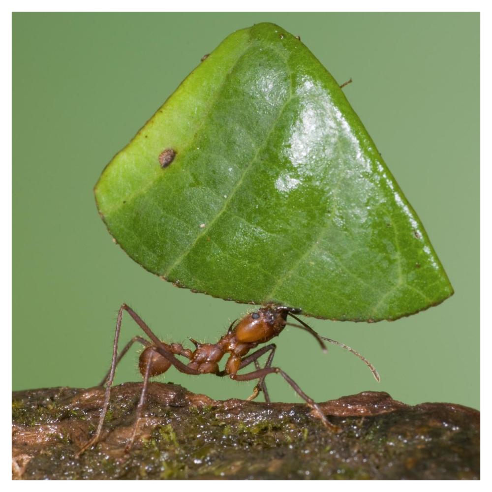 Leafcutter Ant carrying leaf, Costa Rica-Paper Art-42"x42"