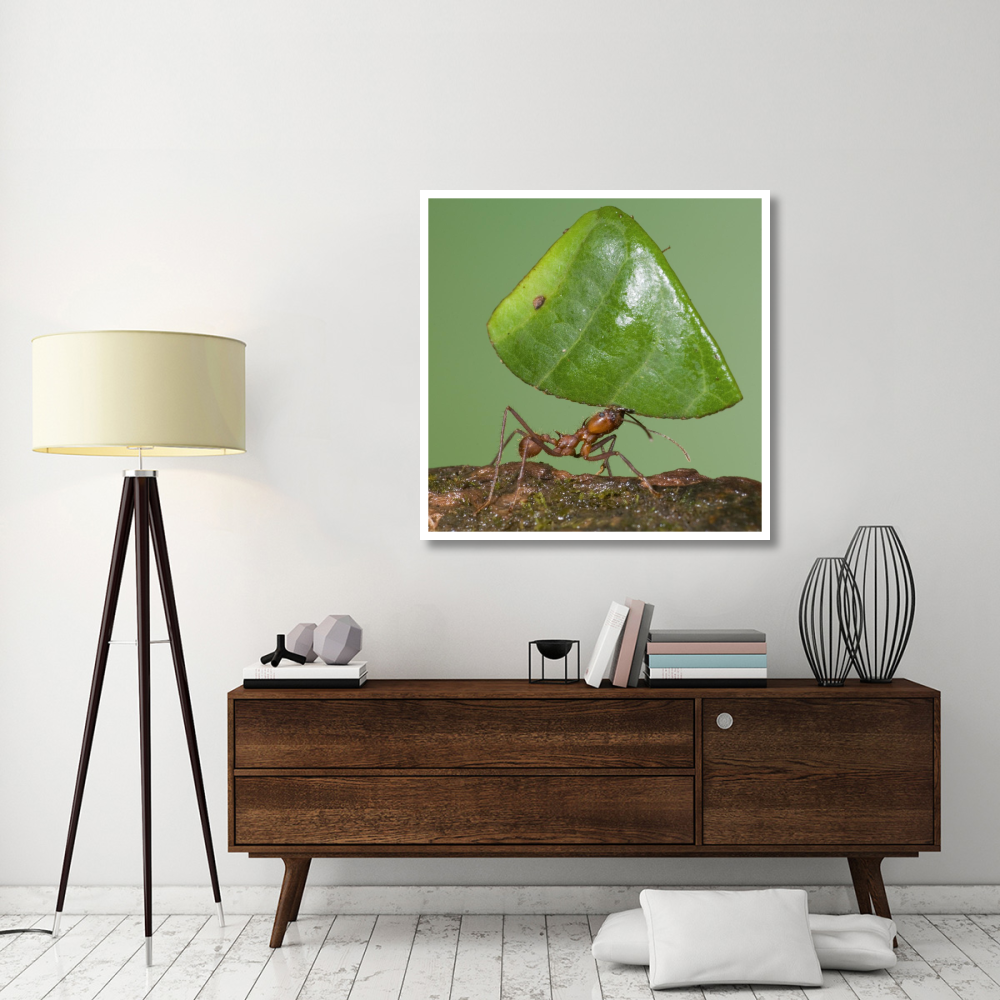 Leafcutter Ant carrying leaf, Costa Rica-Paper Art-42&quotx42"