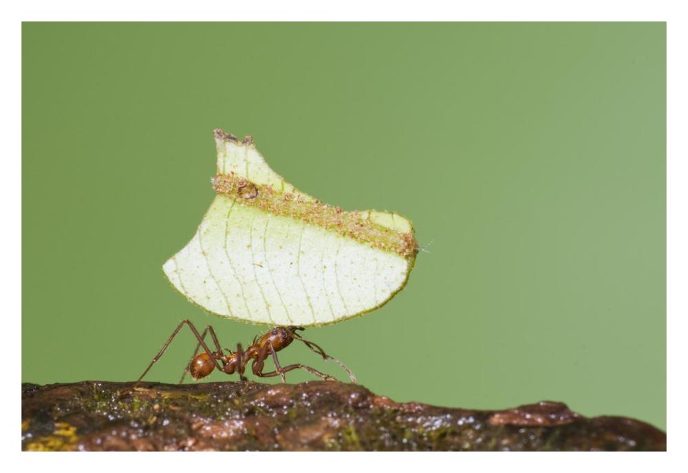 Leafcutter Ant carrying leaf, Costa Rica-Paper Art-32"x22"