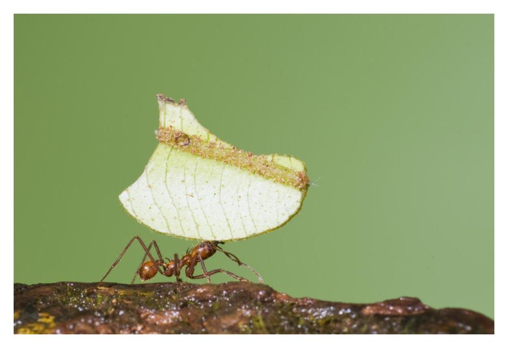 Leafcutter Ant carrying leaf, Costa Rica-Paper Art-38"x26"