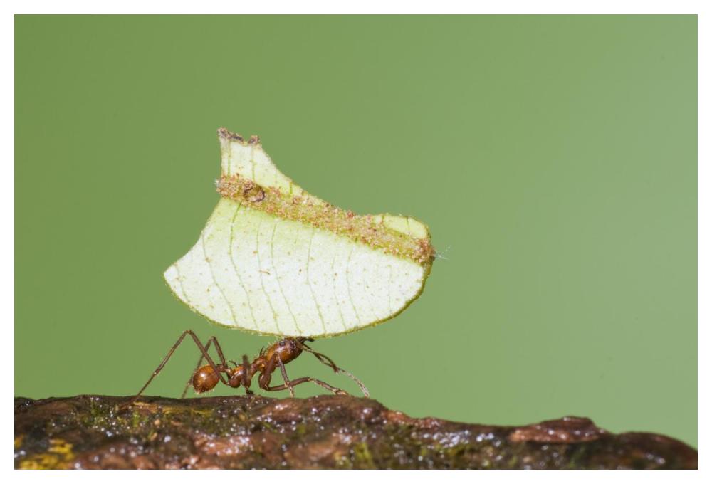 Leafcutter Ant carrying leaf, Costa Rica-Paper Art-50"x34"