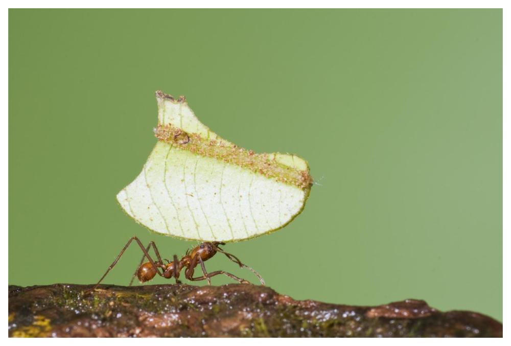 Leafcutter Ant carrying leaf, Costa Rica-Paper Art-62"x42"