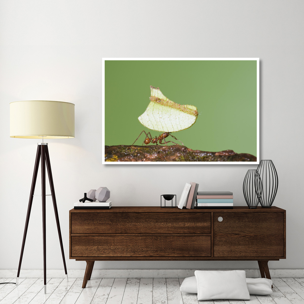 Leafcutter Ant carrying leaf, Costa Rica-Paper Art-62&quotx42"