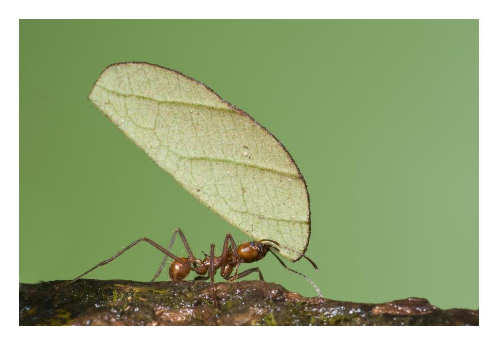 Leafcutter Ant carrying leaf, Costa Rica-Paper Art-26"x18"