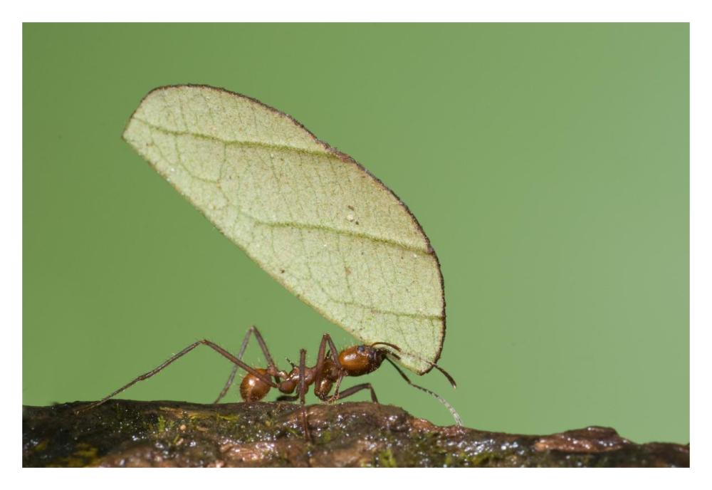 Leafcutter Ant carrying leaf, Costa Rica-Paper Art-32"x22"