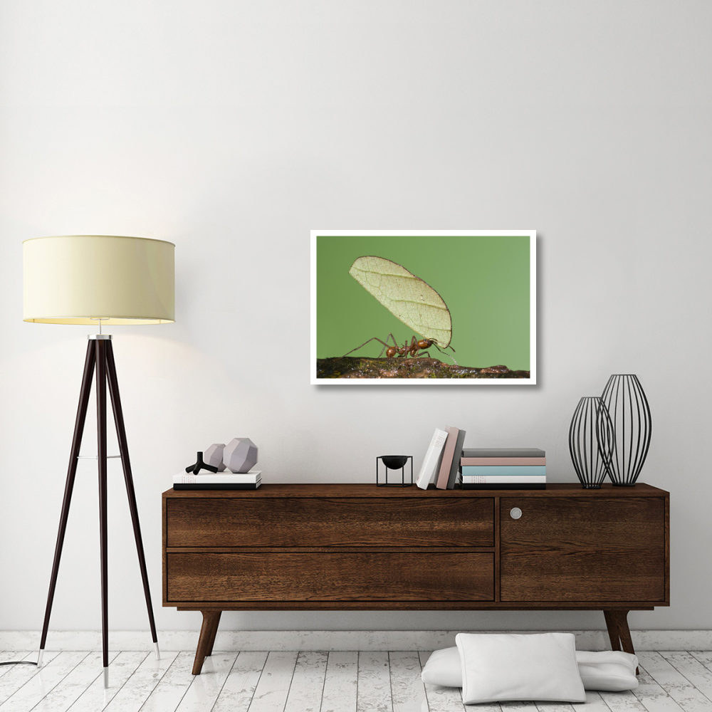 Leafcutter Ant carrying leaf, Costa Rica-Paper Art-38&quotx26"