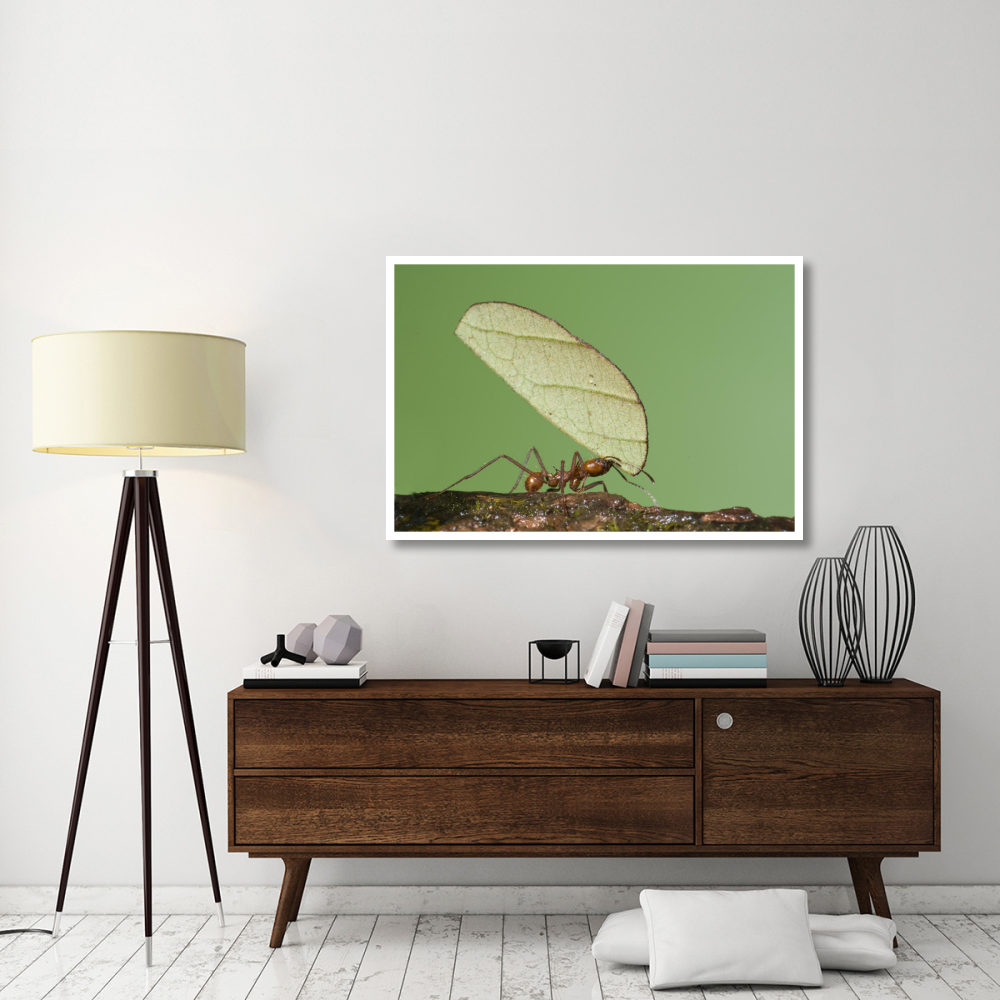 Leafcutter Ant carrying leaf, Costa Rica-Paper Art-50&quotx34"