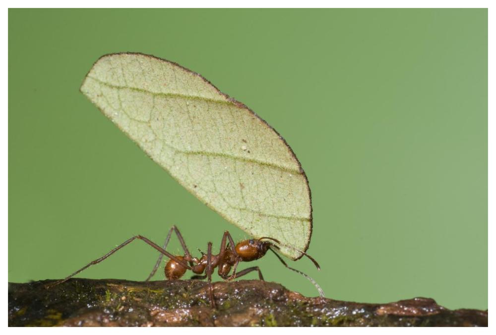 Leafcutter Ant carrying leaf, Costa Rica-Paper Art-62"x42"