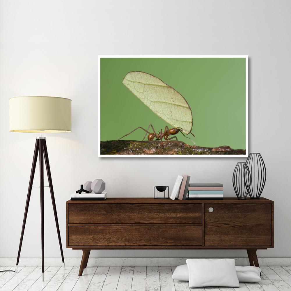 Leafcutter Ant carrying leaf, Costa Rica-Paper Art-62&quotx42"